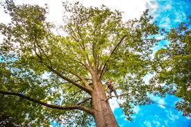 Best Root Management and Removal  in East Speer, NC