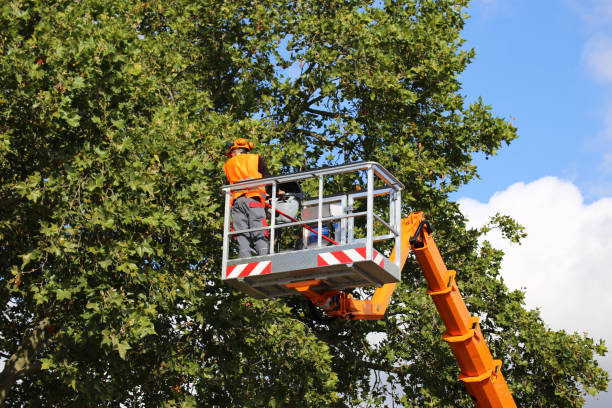How Our Tree Care Process Works  in  East Spencer, NC