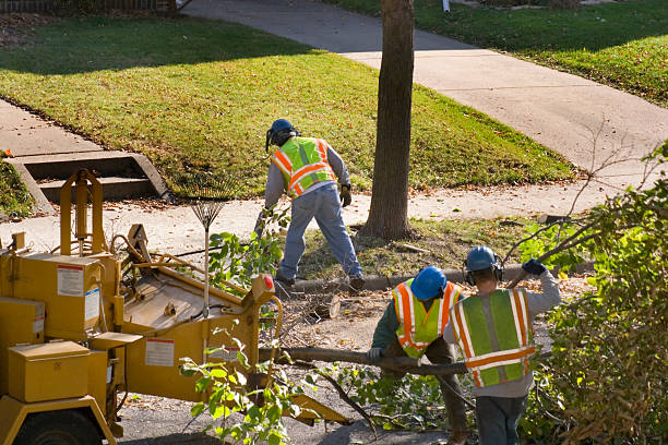  East Speer, NC Tree Removal Pros