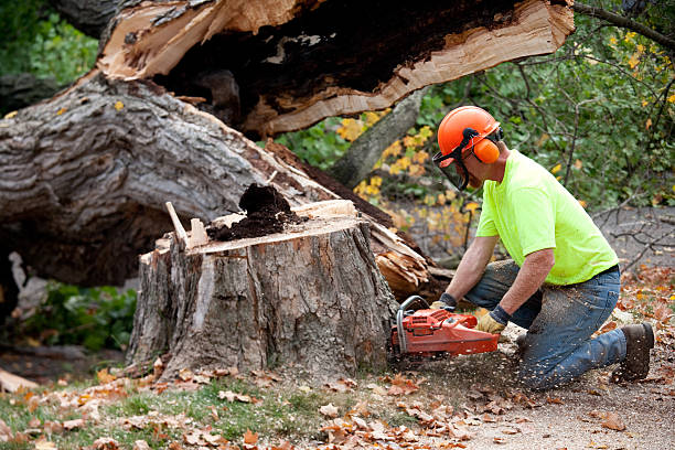 Best Root Management and Removal  in East Speer, NC
