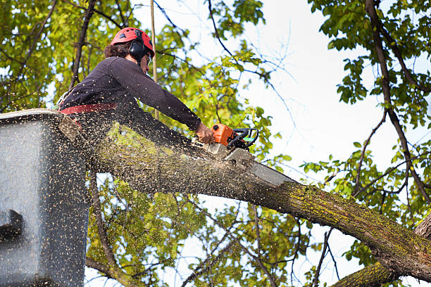 Best Tree Trimming and Pruning  in East Speer, NC