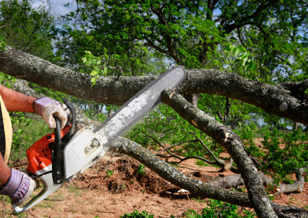 Best Hazardous Tree Removal  in East Speer, NC